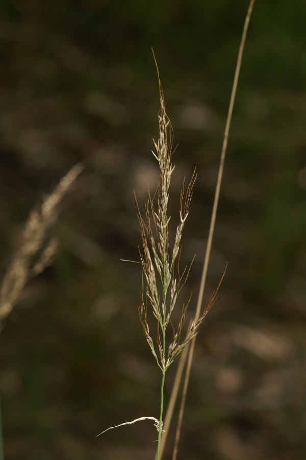 Austrostipa breviglumis
